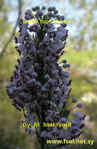 Erica vertcillata PJ. Bergius